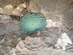 ناز طوقه ای